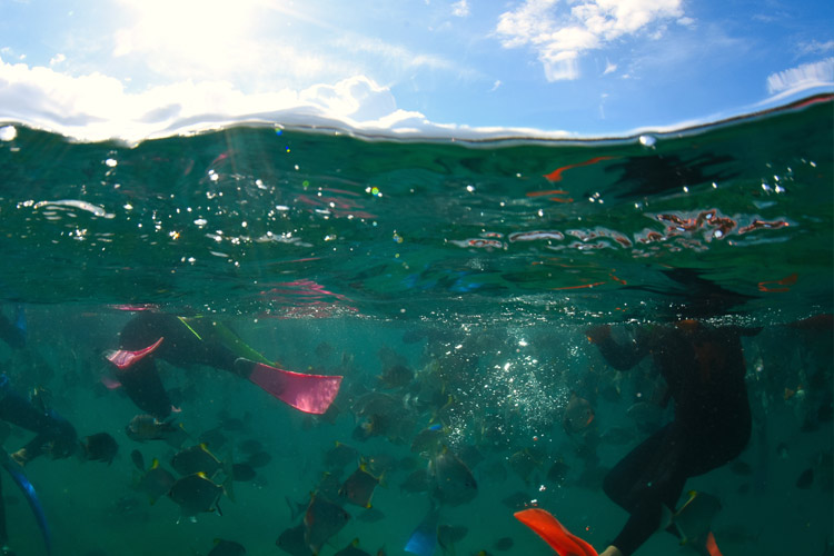 Snorkellers explore the vibrant underwater world around the Tangalooma Wrecks, one of the most popular Moreton Island attractions, teeming with tropical fish under the summer sun.