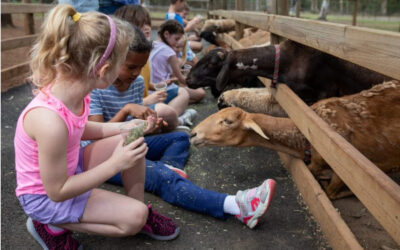 Curious About Things to Do in Caboolture? Start Here