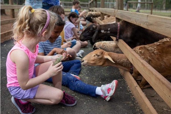 Children feeding goats at White Ridge Animal Farm—one of the top family-friendly things to do in Caboolture for a relaxed outdoor experience.
